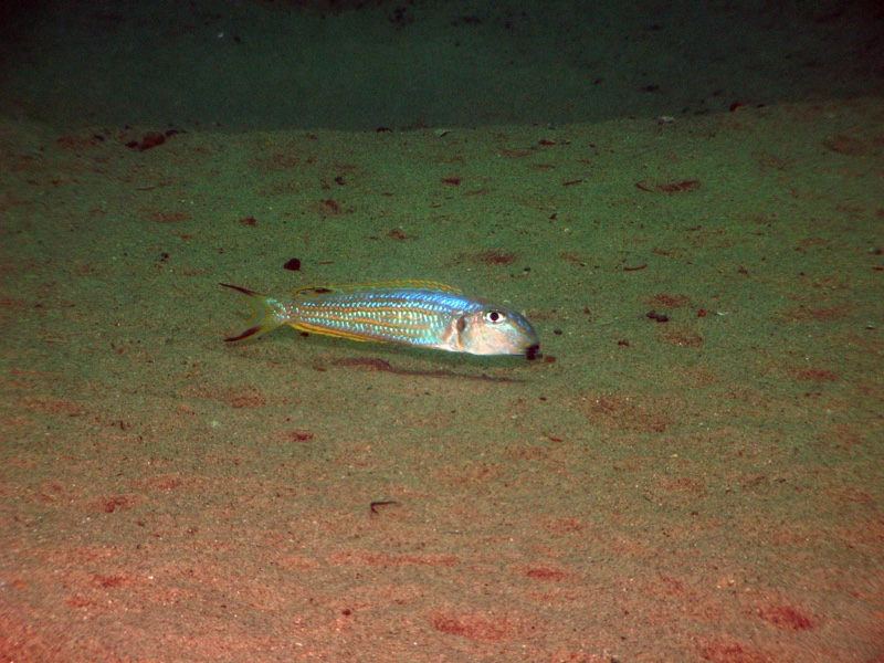 Xenotilapia ochrogenys 'Mabilibili Bay'